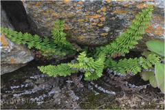 Oeosporangium elegans